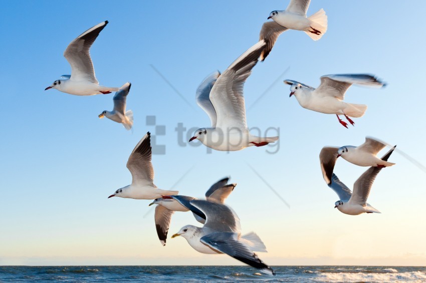 birds flying gulls sea wallpaper PNG images with transparent overlay