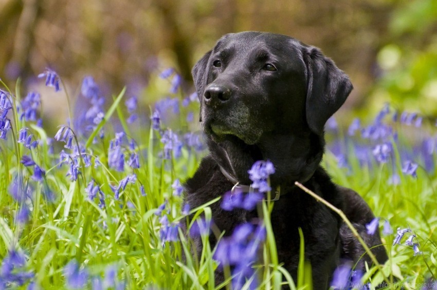 black flowers grass labrador muzzle retriever wallpaper Transparent background PNG images comprehensive collection