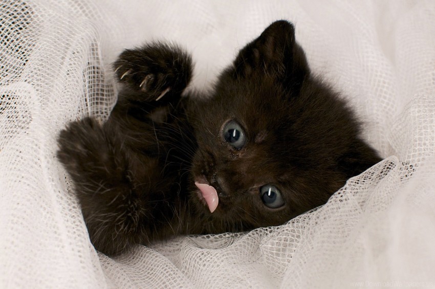 black kitten small tongue wallpaper Transparent Background PNG Isolated Icon