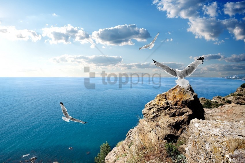 black sea clouds rocks seagulls wallpaper Isolated Object on Clear Background PNG