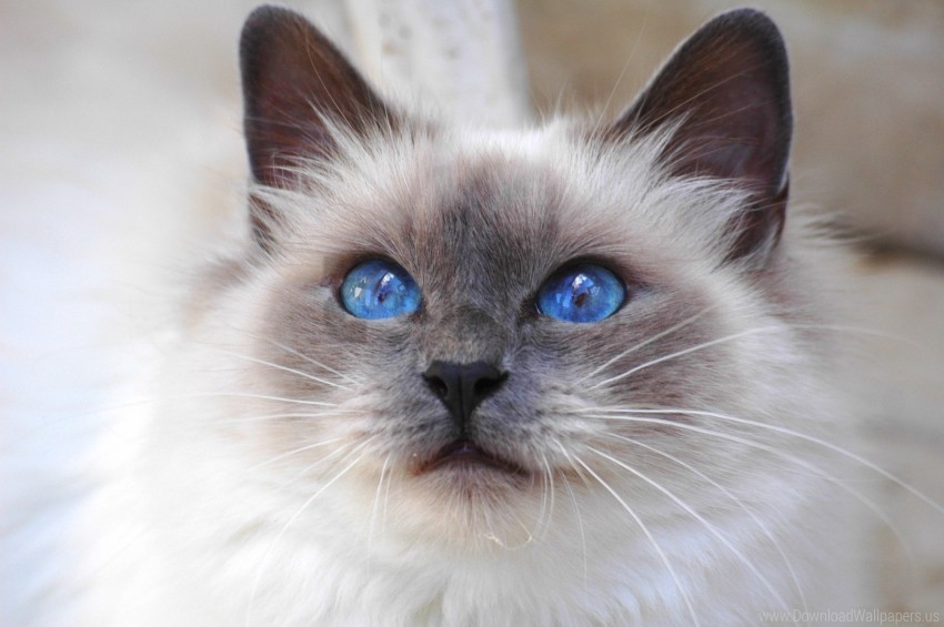 blue cat color cute eyes face furry wallpaper Free download PNG with alpha channel extensive images
