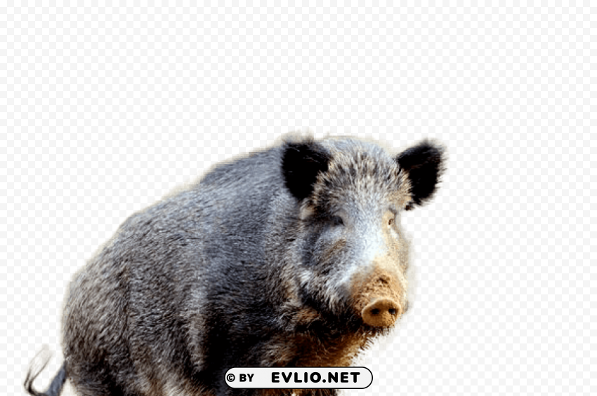 boar Isolated Design Element on Transparent PNG
