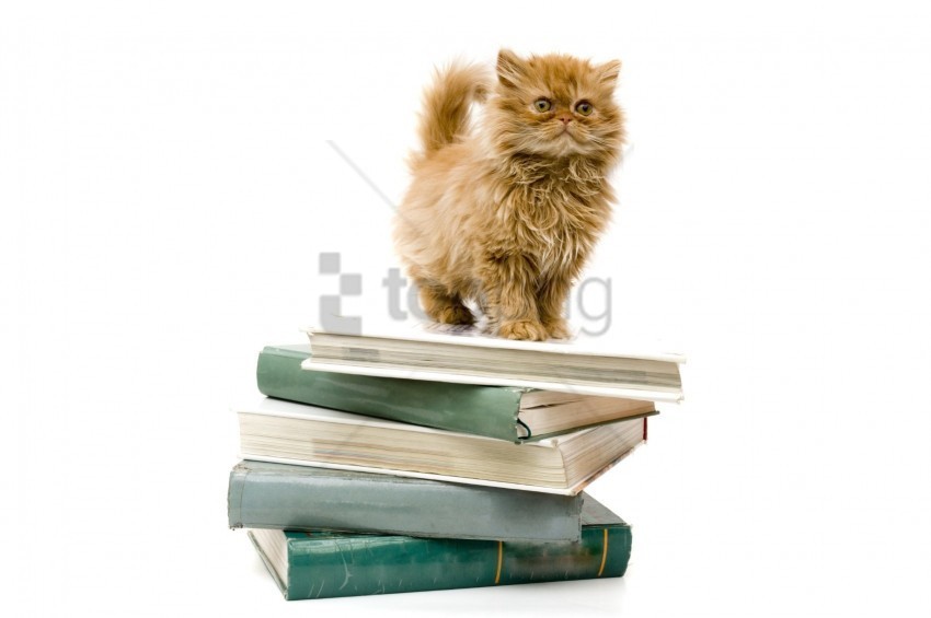 book furry kitten wallpaper Clear background PNG images comprehensive package