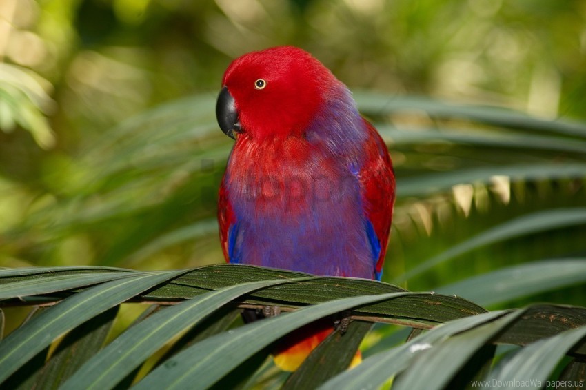 branches colorful leaves parrot wallpaper Transparent PNG Isolated Subject Matter