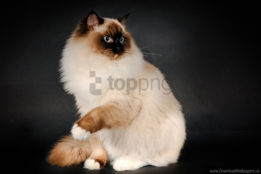breed cat color fluffy ragdoll wallpaper PNG pictures with no background