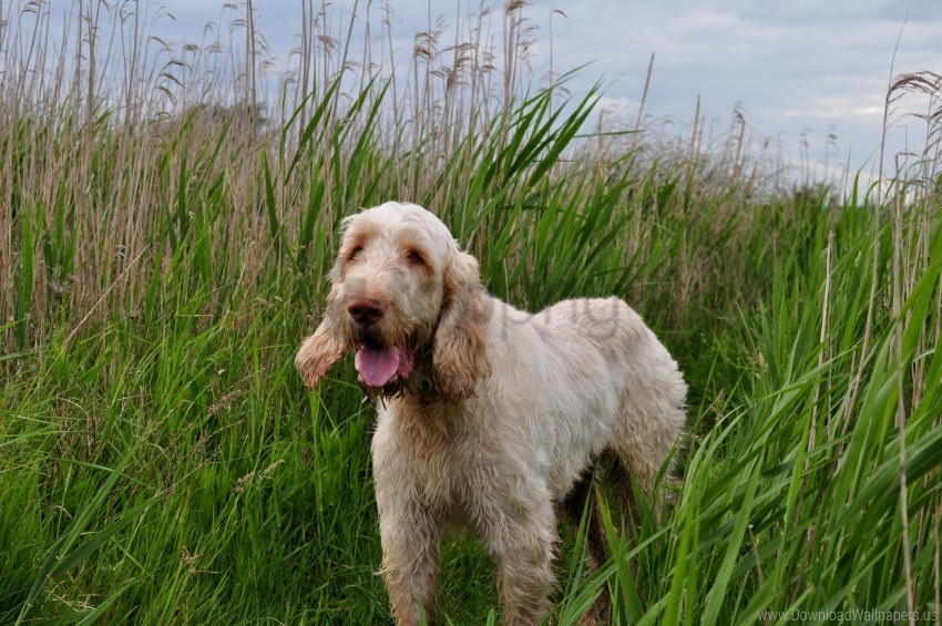 breed dog hunting italian spinons wirehaired wallpaper PNG download free