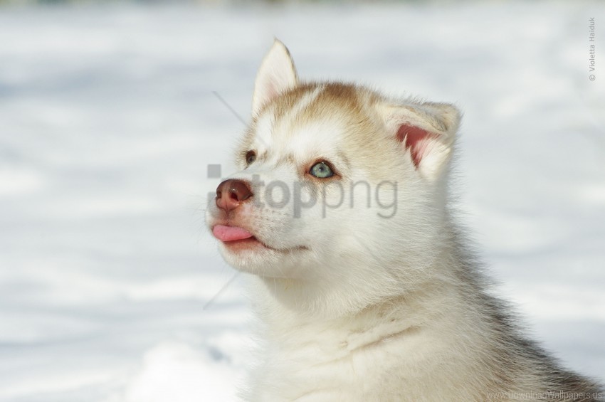 bright husky puppy snout wallpaper Isolated Design Element on Transparent PNG