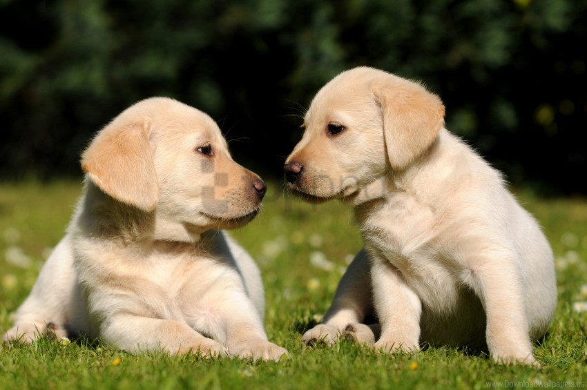 brothers grass puppies wallpaper PNG transparent graphics bundle