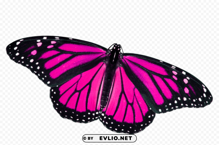 butterfly s Isolated Object on HighQuality Transparent PNG