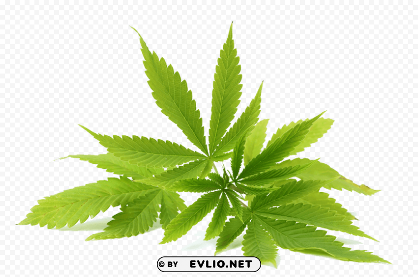 cannabis PNG without watermark free clipart png photo - b6037b59