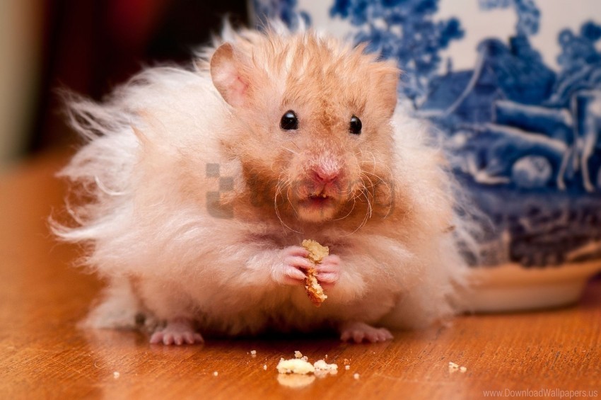 Care Fear Fluffy Food Fright Hamster Supervision Wallpaper PNG Transparency Images