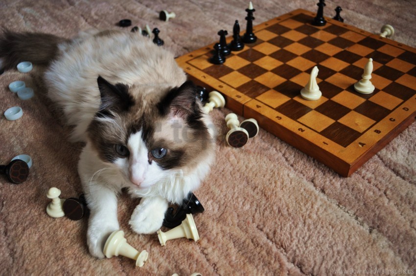 cat chess fluffy playful wallpaper PNG files with clear backdrop assortment