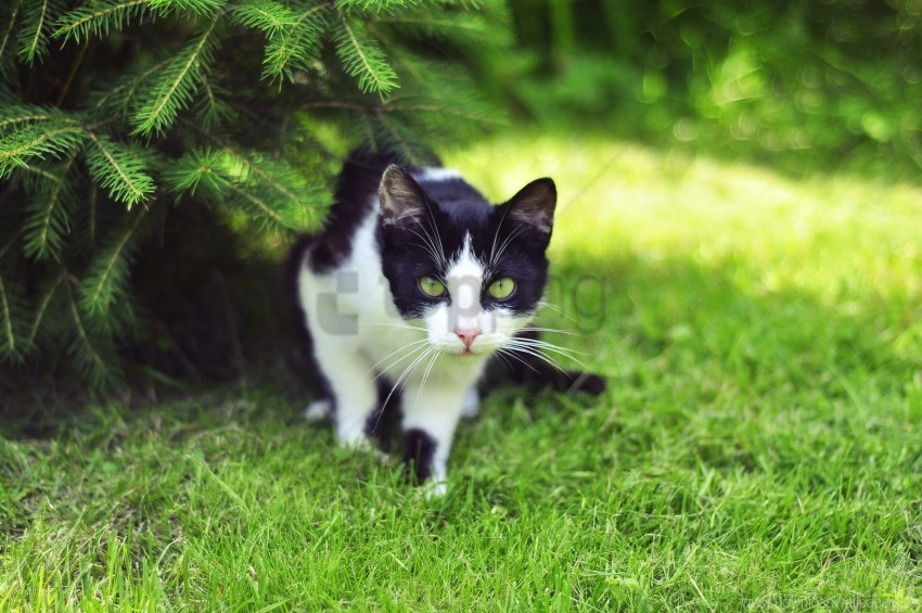 cat climbing grass hunting wallpaper PNG transparent elements complete package