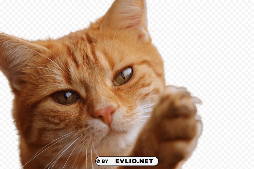 cat close up Isolated Icon in HighQuality Transparent PNG