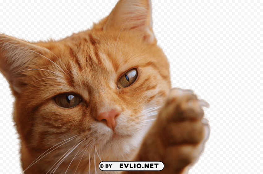 Cat Close Up Isolated Icon In HighQuality Transparent PNG