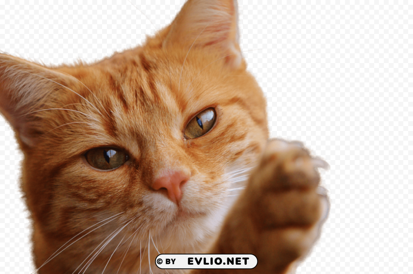 cat close up PNG graphics with transparency