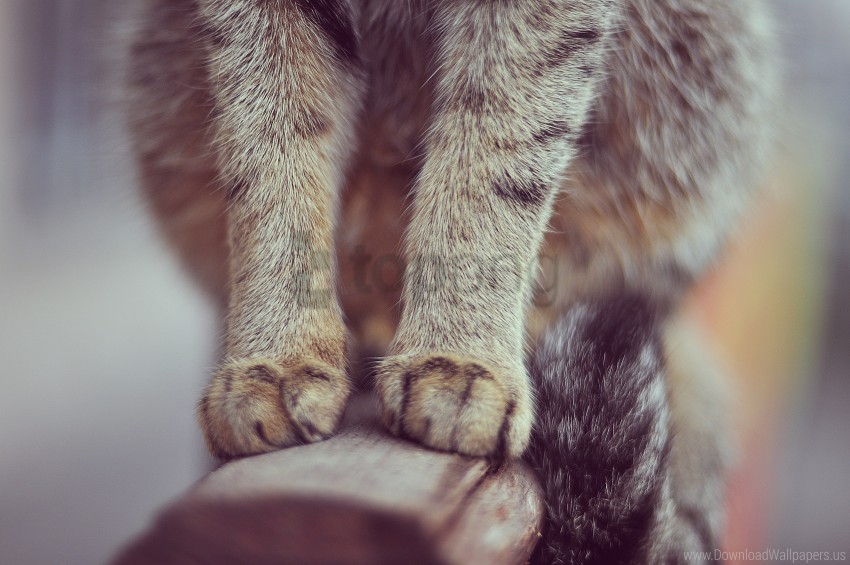 cat coat rails paws tail wallpaper PNG Image Isolated with Transparent Clarity