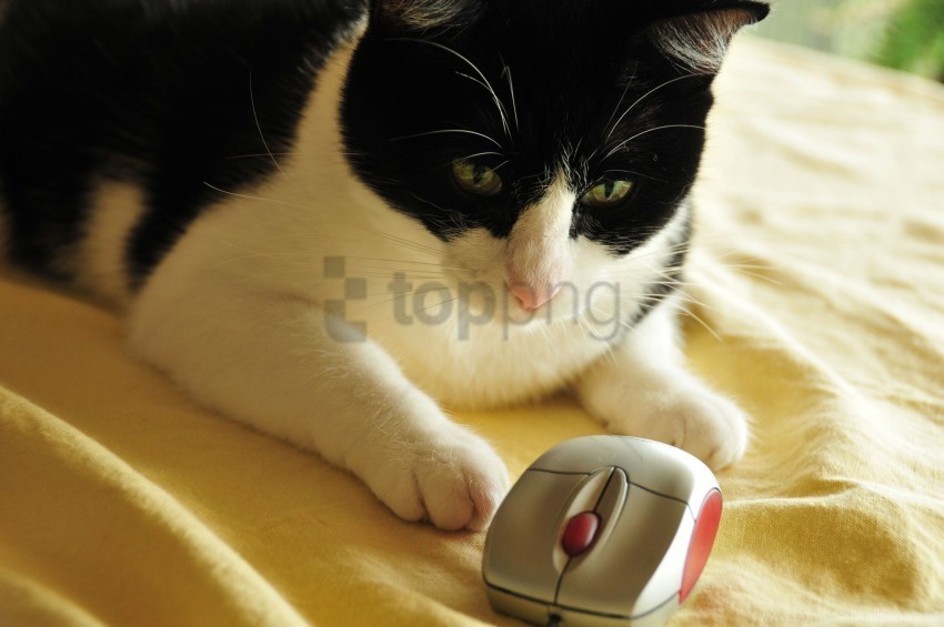 Cat Computer Mouse Play Spotted Toy Wallpaper PNG Images Without BG
