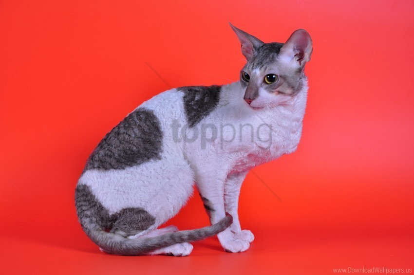 cat cornish rex kinky spotted wallpaper PNG Graphic with Clear Background Isolation