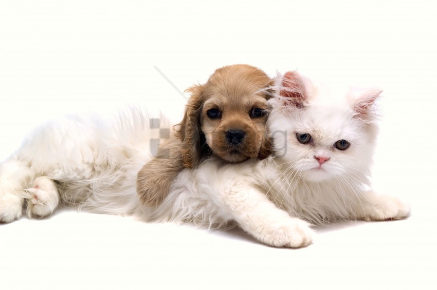 cat down face friends puppy wallpaper Clear background PNG clip arts