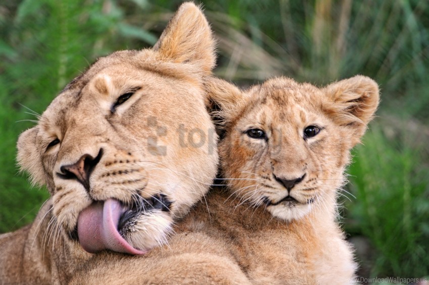 cat endearment lions mom tenderness wallpaper PNG Image Isolated with Clear Transparency