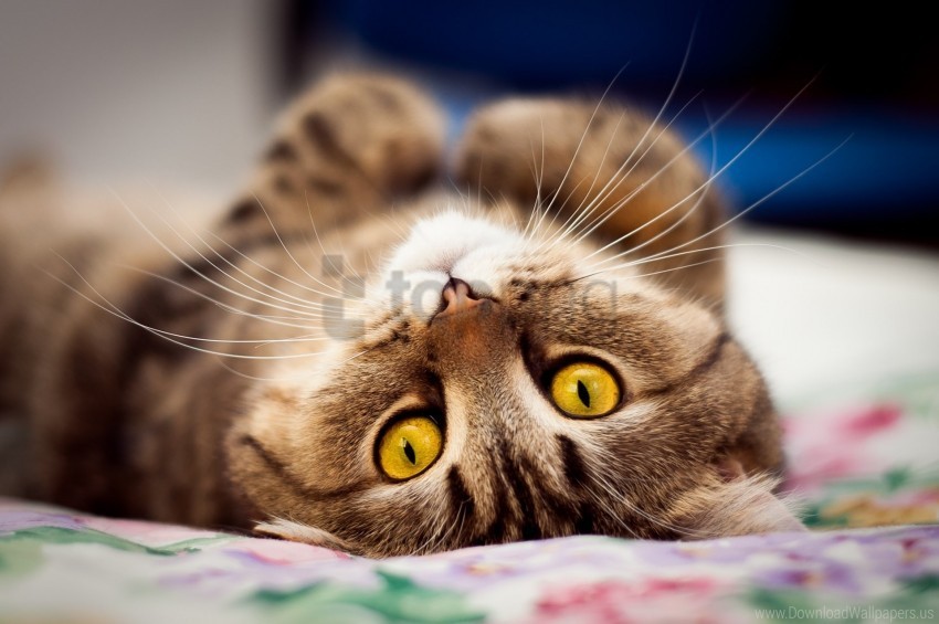 cat eyes lying on his back snout wallpaper HighResolution Isolated PNG Image
