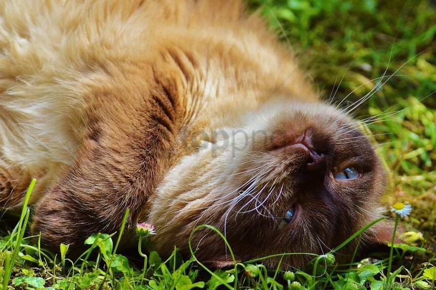 cat face grass lie wallpaper PNG Image with Clear Isolation