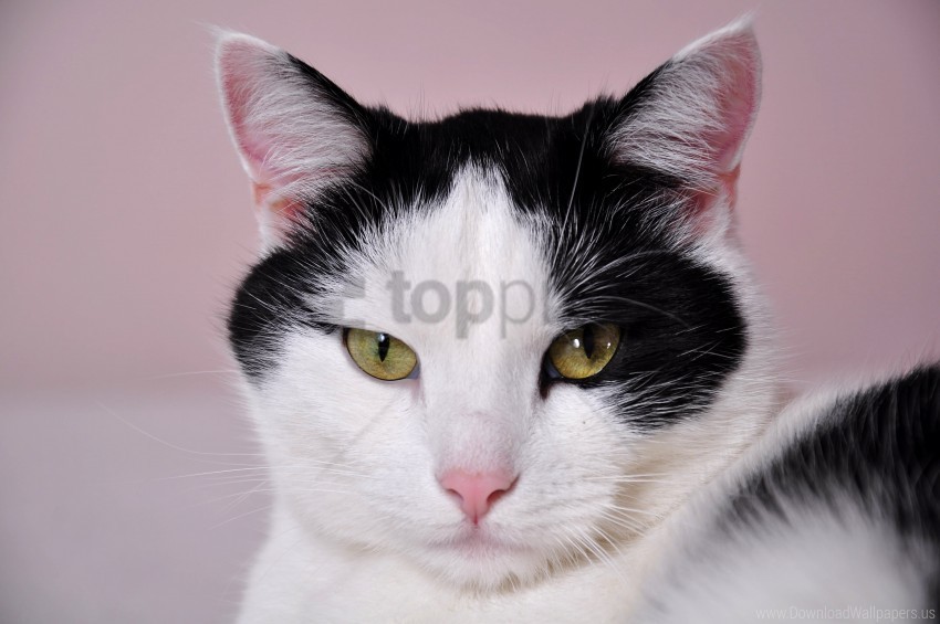 cat face spotted wallpaper Clear PNG pictures compilation