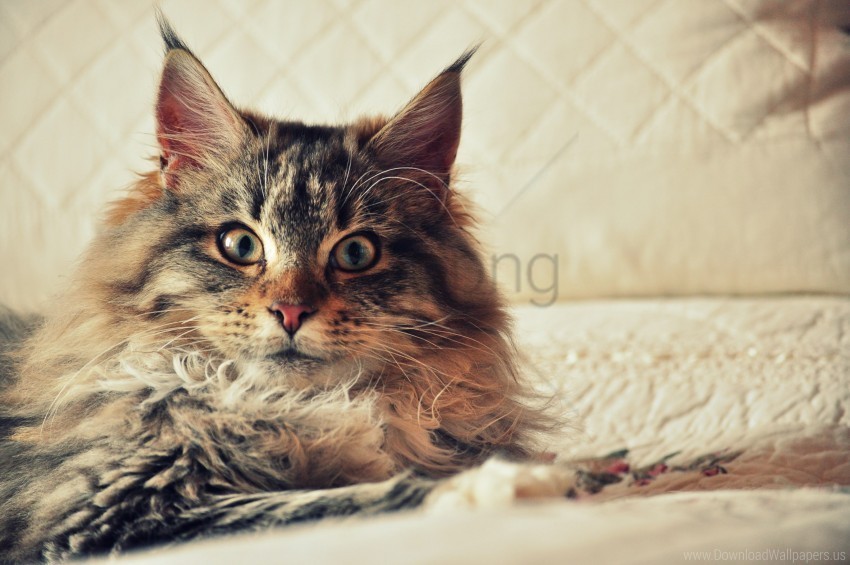 cat fluffy look maine coon wallpaper PNG with transparent background for free