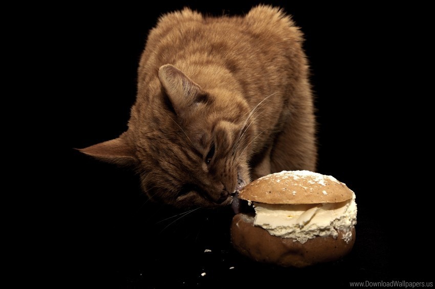 cat food oil sandwich treats wallpaper HighQuality PNG Isolated on Transparent Background