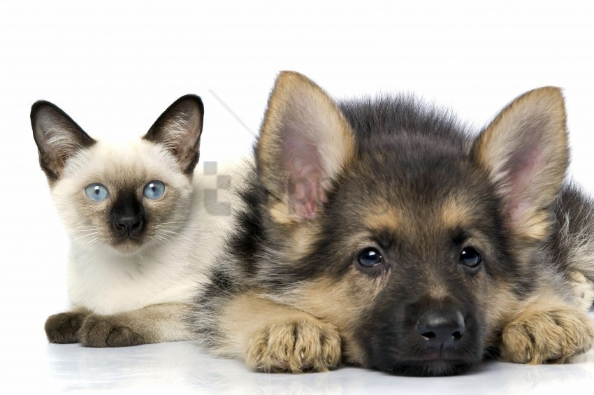 cat friendship kitten puppy shepherd siamese wallpaper PNG images for graphic design