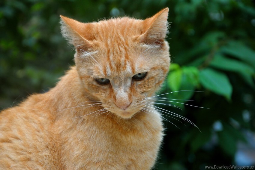 cat ginger tabby wallpaper PNG Image Isolated with Transparency