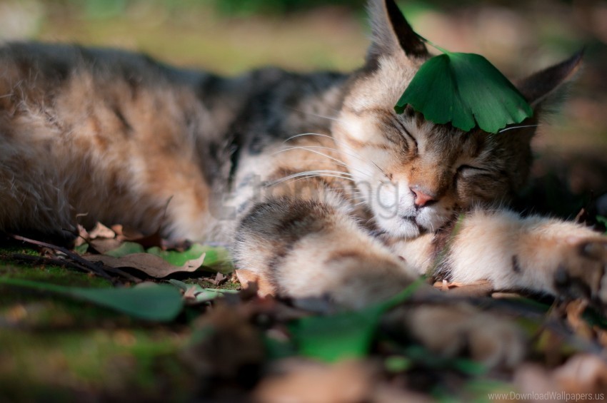 cat grass leaf shadow sleep sleeping wallpaper PNG images without restrictions