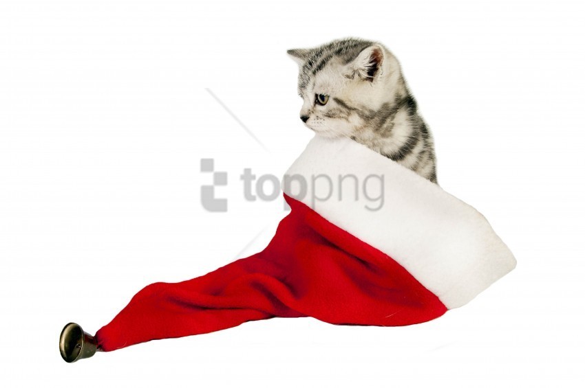 cat hat sit wallpaper Free PNG file