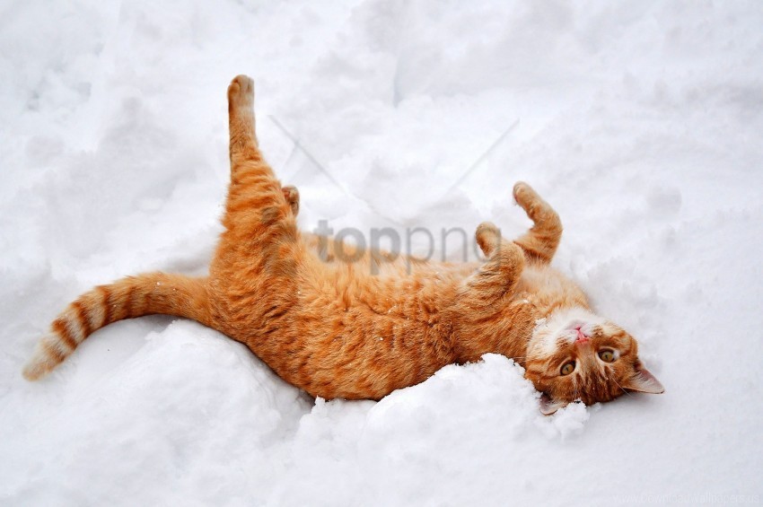 cat lies playful redhead snow wallpaper PNG graphics with transparent backdrop