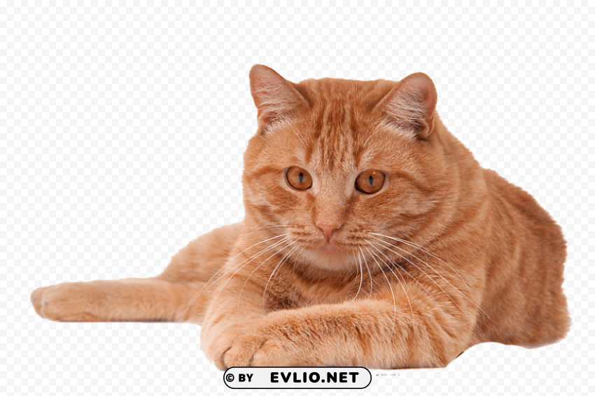 cat pic Free PNG images with transparent layers