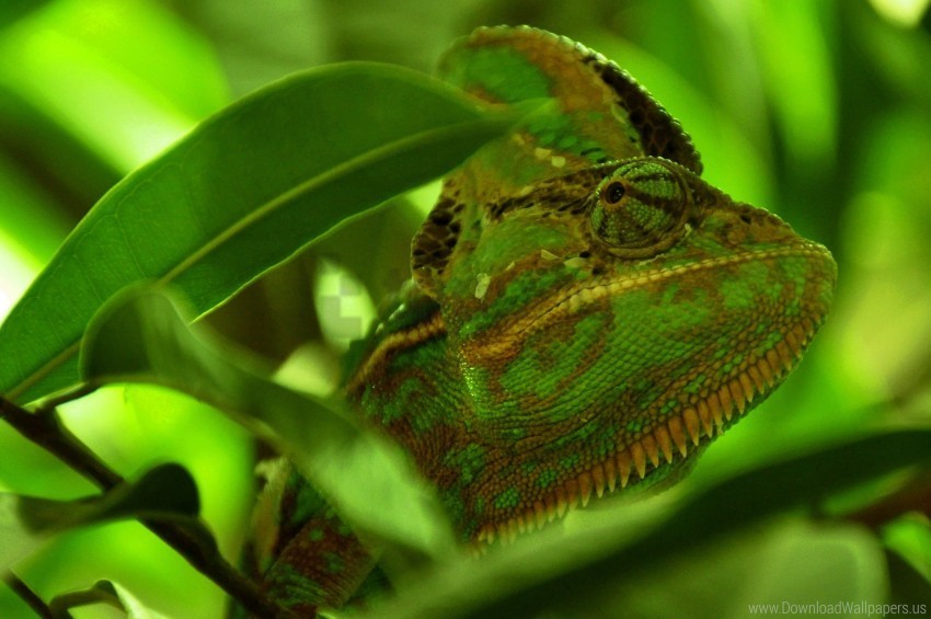 chameleon color leaves reptile wallpaper PNG images no background
