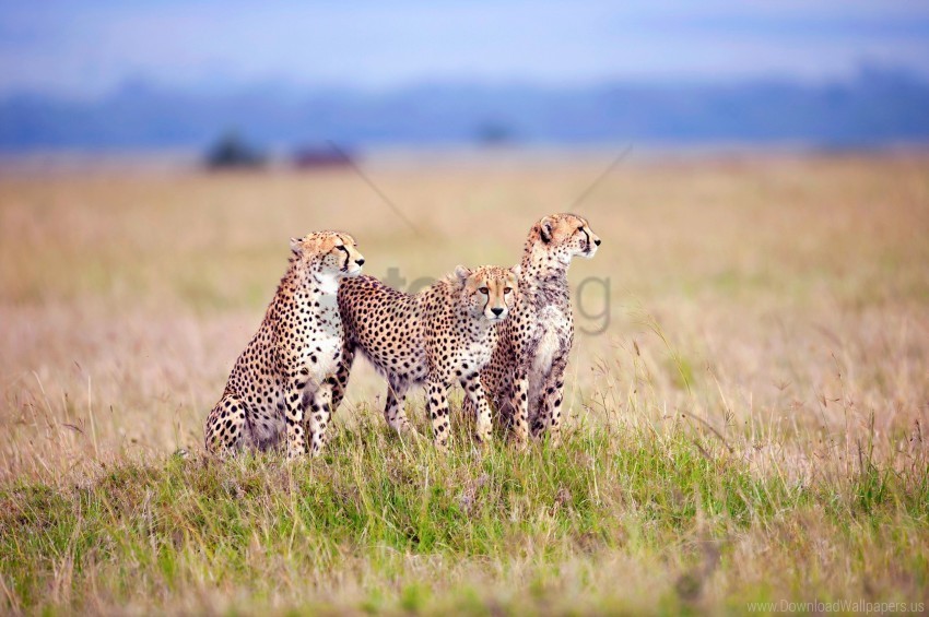 cheetahs field grass predators three wallpaper Transparent Background PNG Isolated Icon