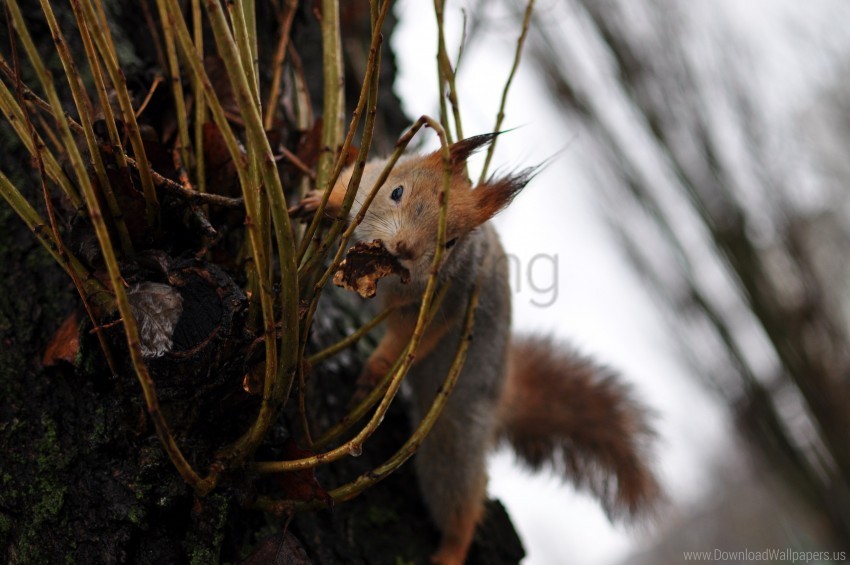 climb grass squirrel wallpaper Clear Background Isolated PNG Icon