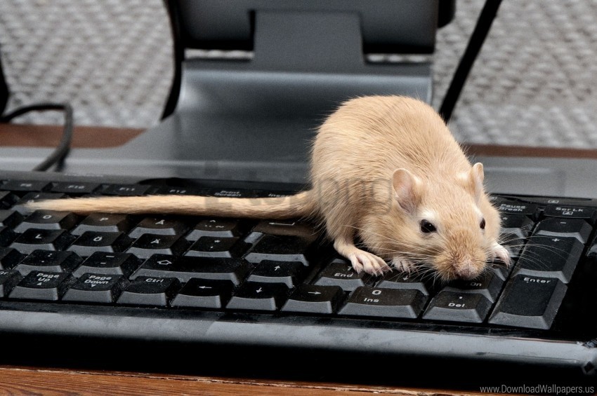 climb keyboard mouse rat rodent wallpaper Transparent PNG graphics assortment