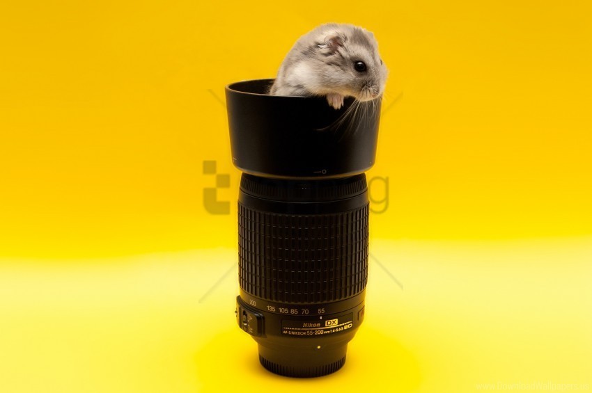 climb lens mouse rodent wallpaper PNG images with transparent layer