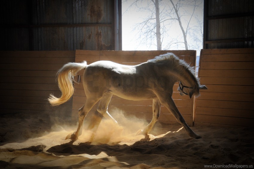 color dust horse stables wallpaper High Resolution PNG Isolated Illustration