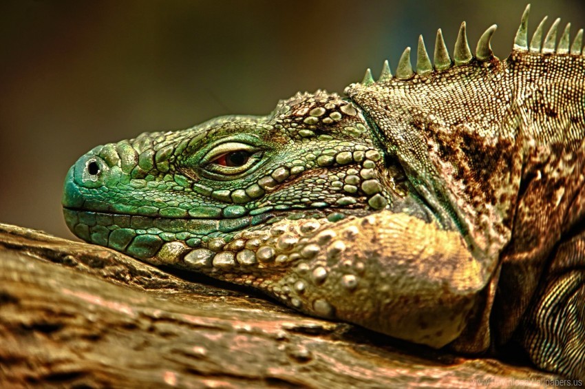 color face iguana lie reptile wallpaper PNG images with alpha transparency wide selection