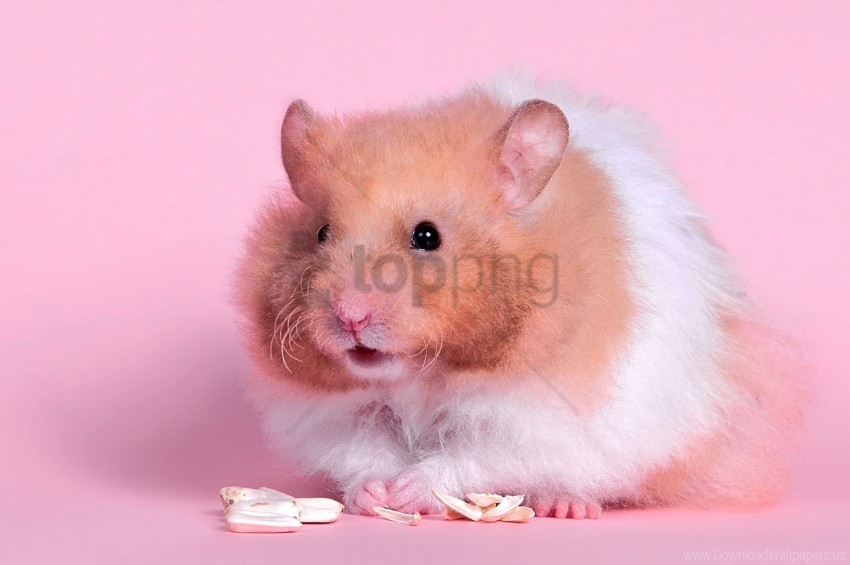 color fluffy food hamster wallpaper PNG images with transparent layering