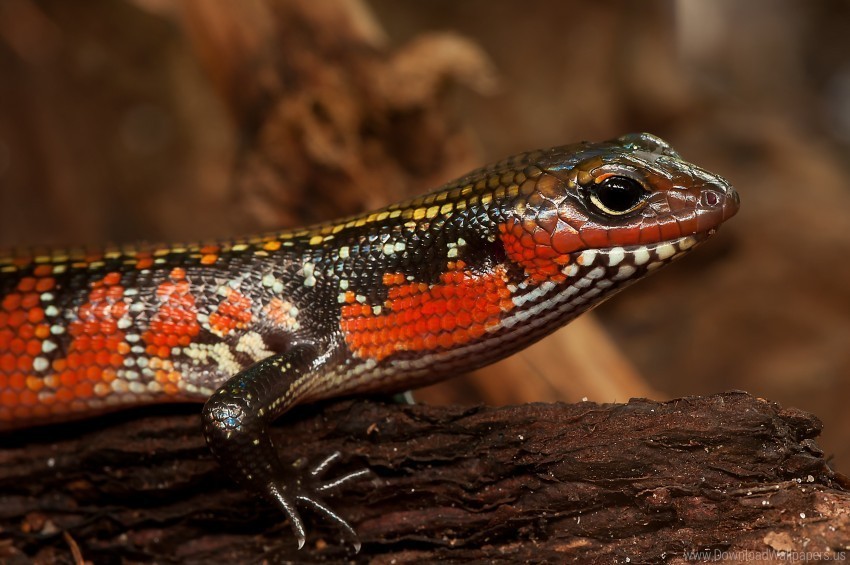 color lizard reptile skink wallpaper PNG images free download transparent background
