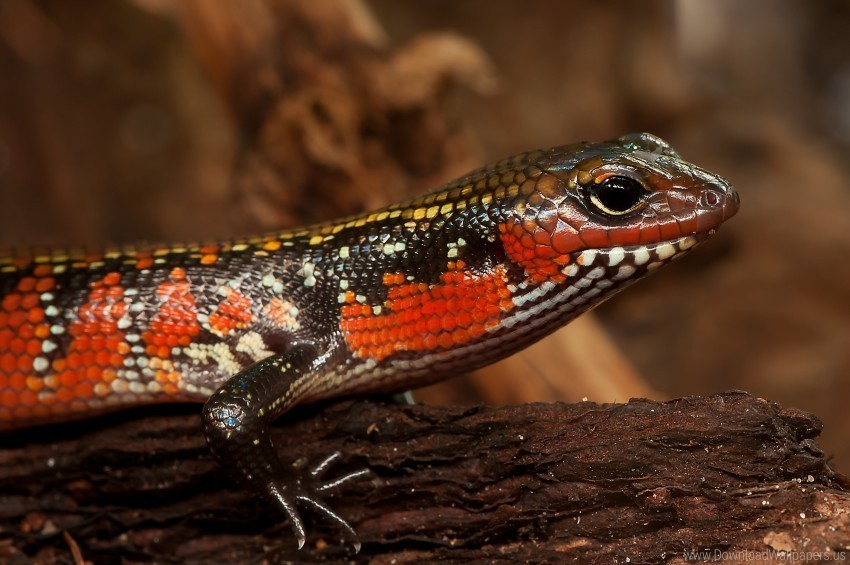 Color Lizard Reptile Skink Wallpaper PNG Images Free Download Transparent Background