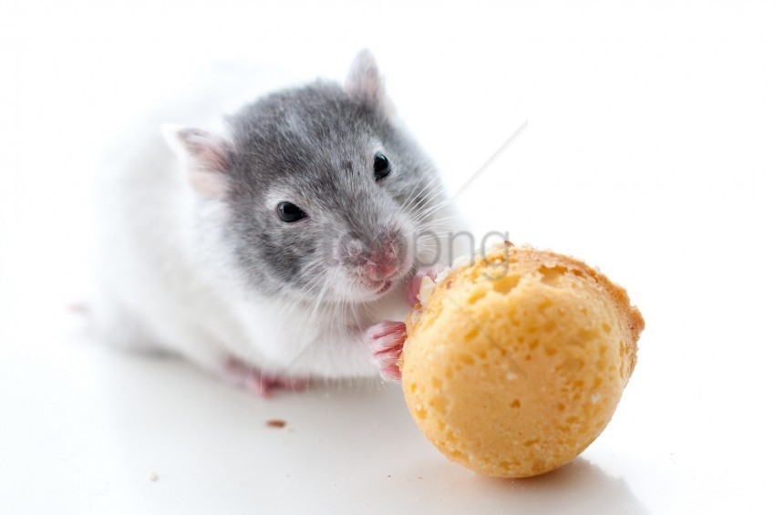 cookies hamster rodent wallpaper PNG images with clear alpha layer