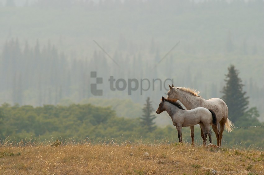couple distance grass horses stand wallpaper Isolated Item with Transparent Background PNG