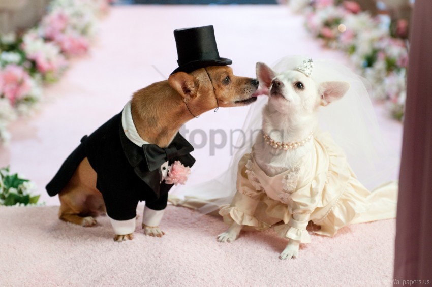 couple dog dress wedding wallpaper Free PNG images with alpha channel