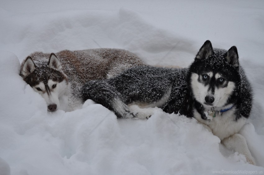 couple dogs down husky snow winter wallpaper High-resolution PNG images with transparency